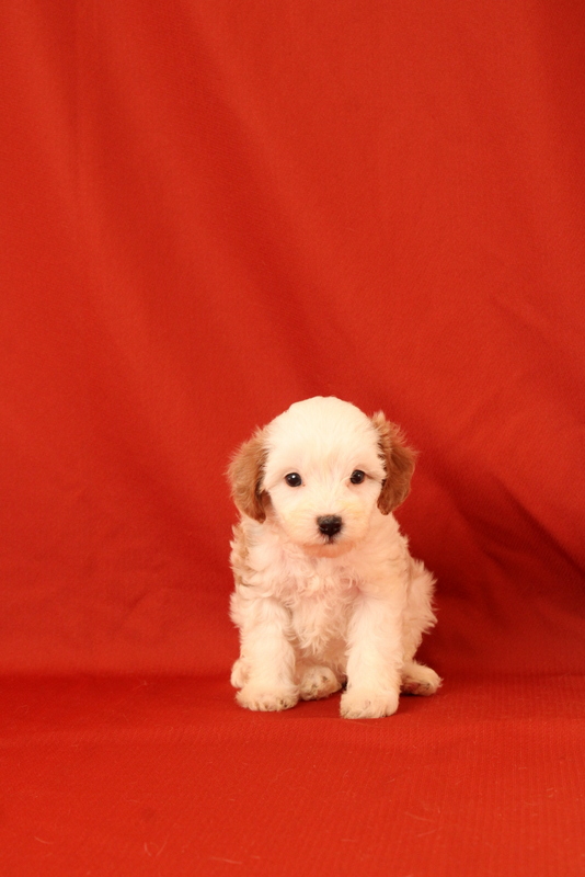 puppy, for, sale, Cavapoo, Matthew B. Stoltzfus, dog, breeder, Gap, PA, dog-breeder, puppy-for-sale, forsale, nearby, find, puppyfind, locator, puppylocator, aca